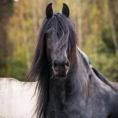 duży czarny koń stojący na tle betonowego ogrodzenia i lasu